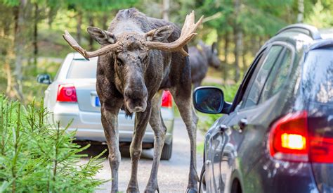 Moose Are On The Loose In Canada's National Parks, But Don't Let Them