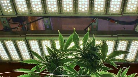 Best Indoor Cannabis Grow Lights Ultimate Setup Guide