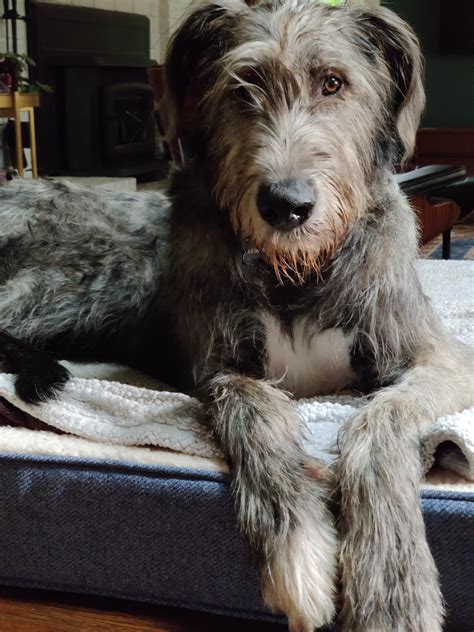 My Main Babe Abe Abraham R Irishwolfhound