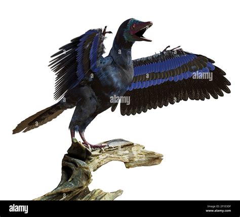 Archaeopteryx Bird