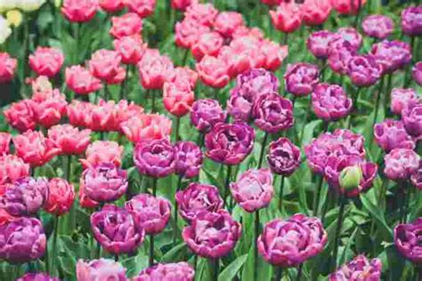 The Weather Network Photos Worlds Most Unusual Tulip Varieties