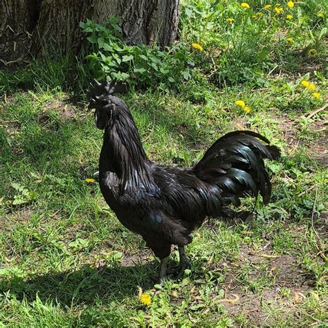 Чёрный петух | Пикабу