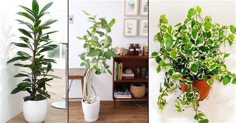 8 Types of Indoor Ficus Plants | Best Ficus Trees for Home