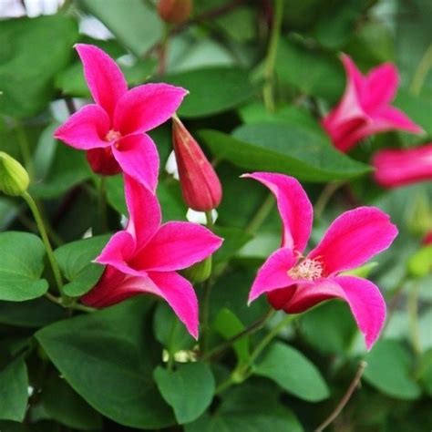 Клематис Принцесса Диана - Магазин ФЛОРАСАД