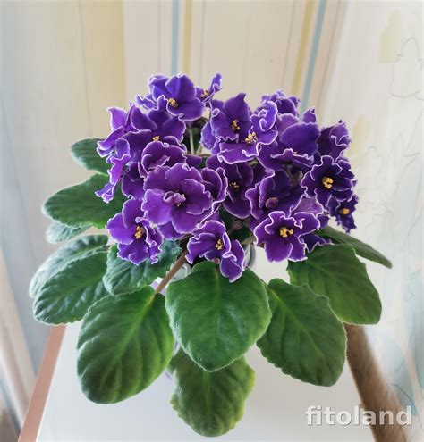 Фиалка ЕК-Гарри Поттер