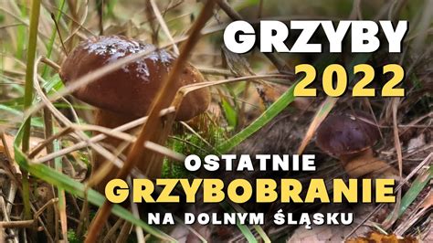 Ostatnie Grzybobranie Grzyby Listopad Fungi Pilze