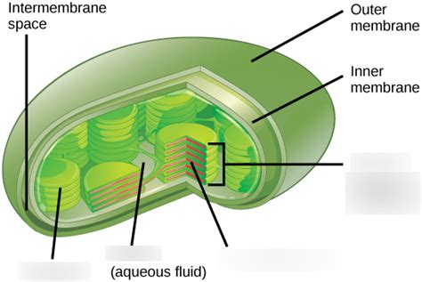 Organelle For Photosynthesis Diagram Quizlet