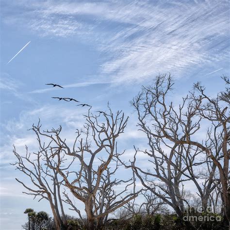 Botany Bay Flyover Photograph By Rebecca Caroline Photography Fine