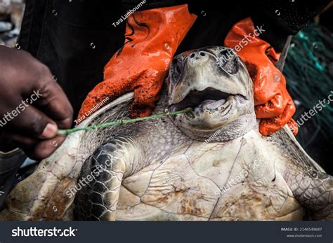 bycatch fishing royalty  images stock  pictures