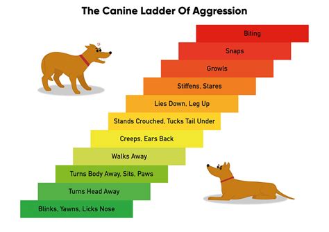 Canine Ladder Of Aggression Illustration Illustration Of Flickr