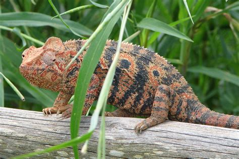 Les caméléons de Madagascar - Madagascar Island
