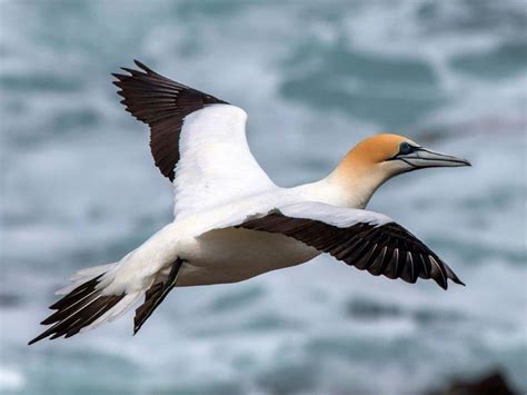 gannets  portland family parks