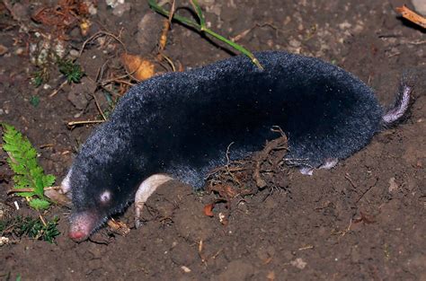 Крот: описание животного, сколько живет, чем питается, виды