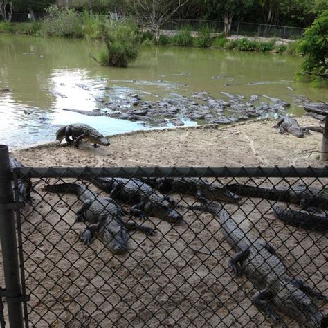 Everglades Alligator Farm Homestead Fl