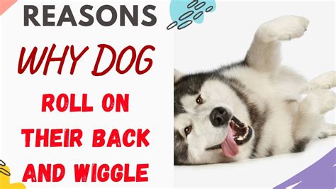 Why Do Dogs Roll On Their Back And Wiggle Explained Youtube