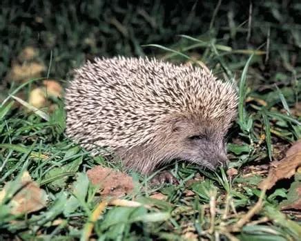 Amur hedgehog - Facts, Diet, Habitat & Pictures on Animalia.bio