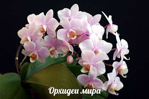 Орхидея Phal. Pinlong Cheris уценка - купить, доставка Украина