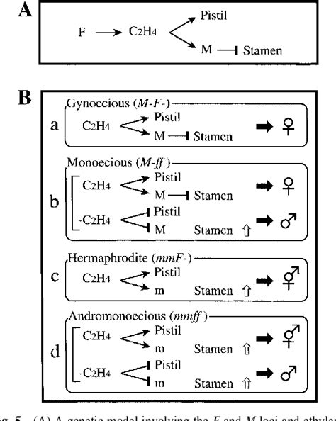 Figure From The M Locus And Ethylene Controlled Sex Determination In Andromonoecious Cucumber