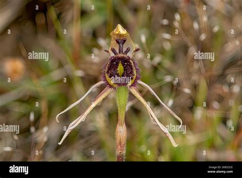 Caladenia Barbarossa Dragon Orchid Stock Photo Alamy