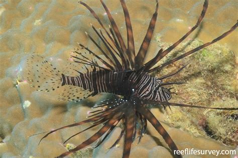 Pterois volitans - Red Firefish | ReefLifeSurvey.com