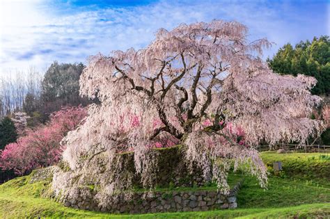 美しい桜に逢いに行こう〜近畿地方のさくら名所〜【2023】 ニコニコニュース