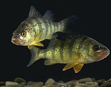 adventist youth honors answer booknaturefishes wikibooks open
