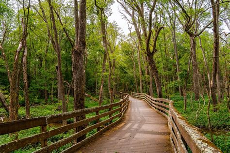 Hiking Trails at Trap Pond State Park | delawarestateparks.blog