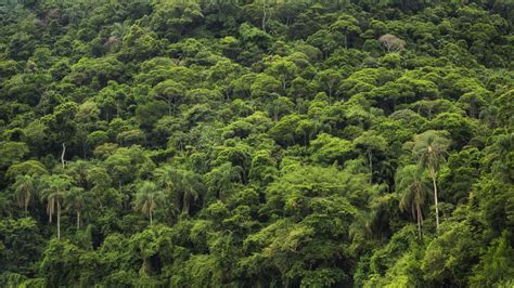 La Selva Amazon Forest Amazon Rainforest Nature Photography Tips