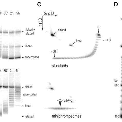 Structure of the HIV-1 5-LTR. A, segment of the HIV-1 genome used in ...