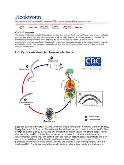 Siklus Hidup Hookworm Pathology Public Health