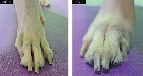 how to shorten a dog's quick