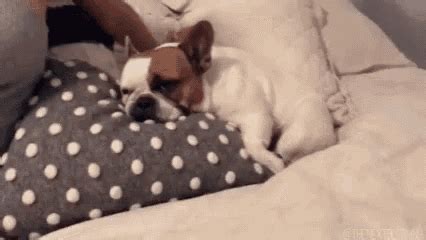 Puppy Sleeping GIF - Puppy Sleeping Tired - Discover & Share GIFs