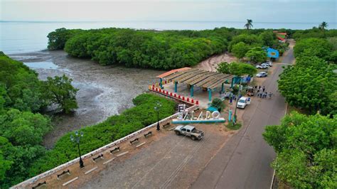 Cocl Celebra El D A Internacional Por La Defensa Del Manglar Miambiente