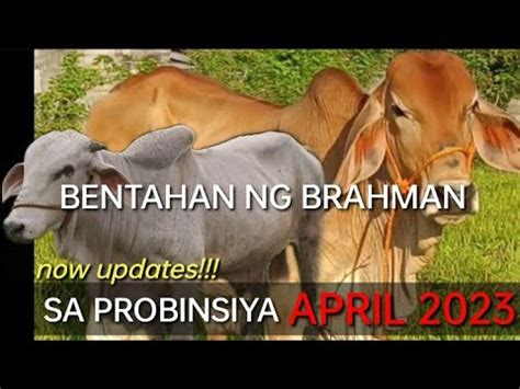 bentahan ng baka sa probinsiya ngayong april  magkano na kaya