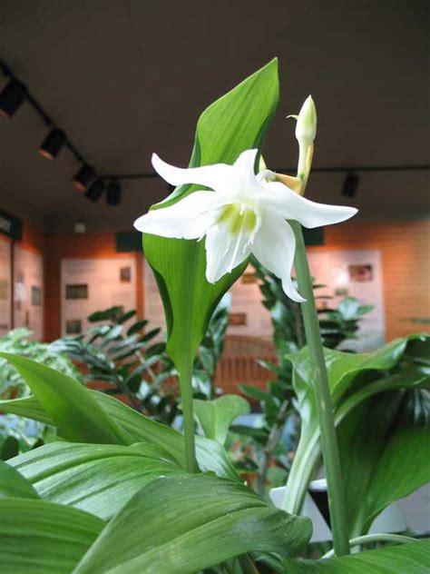 Луковичный амазонский цветок эухарис - особенности ухода и размножения ...