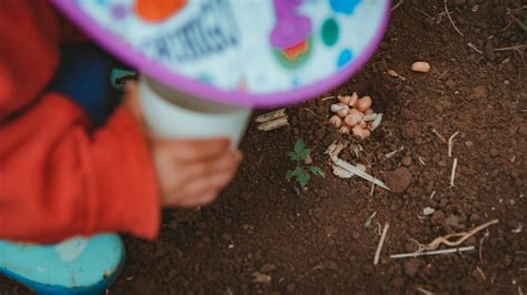 Green Plant on Brown Soil · Free Stock Photo