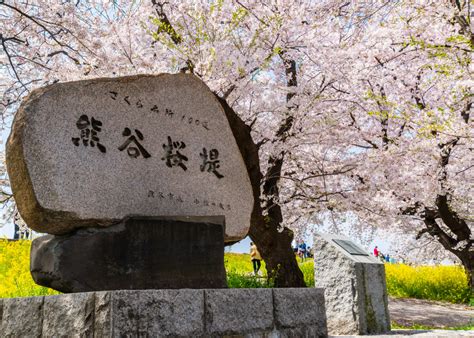 【熊谷桜堤】桜と菜の花の写真スポット♡最新の開花情報や駐車場について | 埼玉日和（さいたまびより）