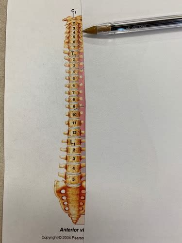 Spine Flashcards | Quizlet