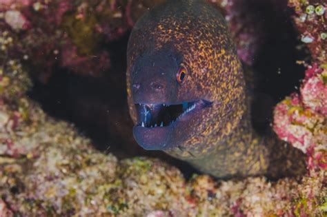 Baby Eels Images - Free Download on Freepik