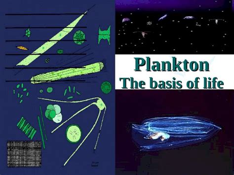 Ppt Plankton The Basis Of Life Objectives Definition Functional