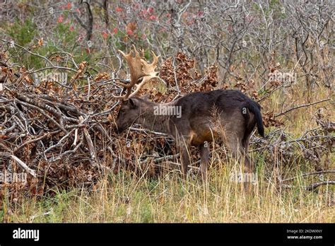 The European Fallow Deer Also Known As The Common Fallow Deer Or