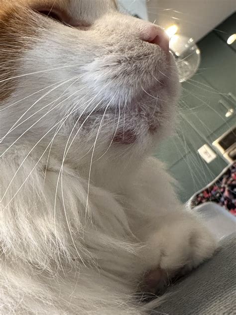 Lump On Cats Chin Rcathelp