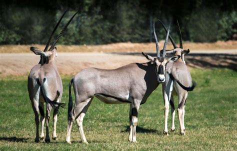 Arabian Wildlife Center Sharjah Tickets Best Price Available