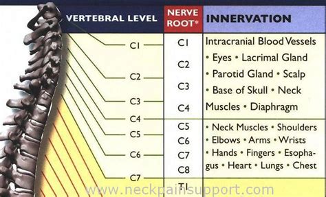 C1-C7 Nerve Root Innervation