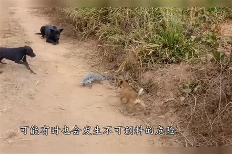 狗狗正在护院，突然3只恶犬闯了进来，狗狗直接被叼走了狗狗