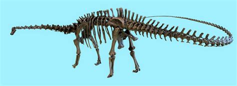 Diplodocus Skeleton Stock by LEXLOTHOR on DeviantArt