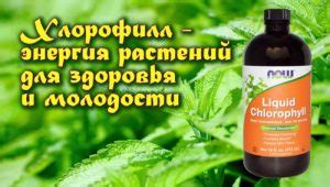 Жидкий хлорофилл — инструкция по применению, цена, отзывы и аналоги