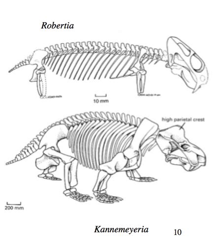 Chapter 29 The Vertebrates: Mammals Flashcards | Quizlet