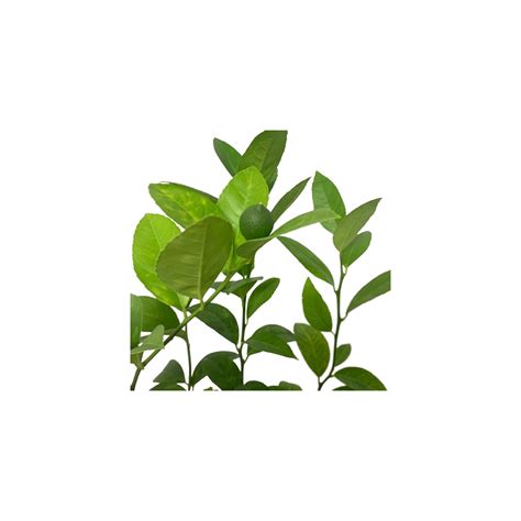 Citrus Limon 'Lisbon Lemon' (Japan)