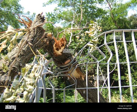 tree blown   strong wind stock photo alamy